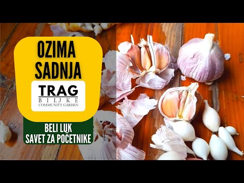 WINTER PLANTING - GARLIC TIPS FOR BEGINNERS (2022) [PLANT TRACE]