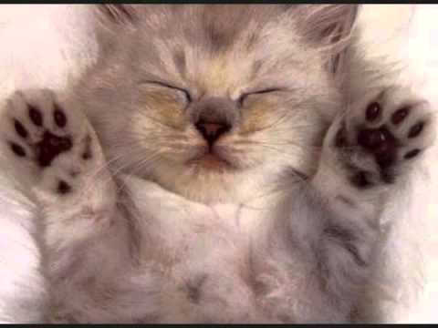 LOS GATITOS MAS TIERNOS DEL MUNDO