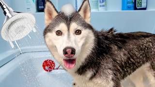 This Husky is NOT Happy About Her Bath Experience!