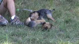 preview picture of video 'Easy, Rusty et Finette, Border terriers: une rencontre dynamique'