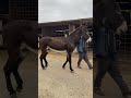 Este Es Un Burro Kentucky Rancho Parati Horse Caballos Viral Animales Caballo Burro