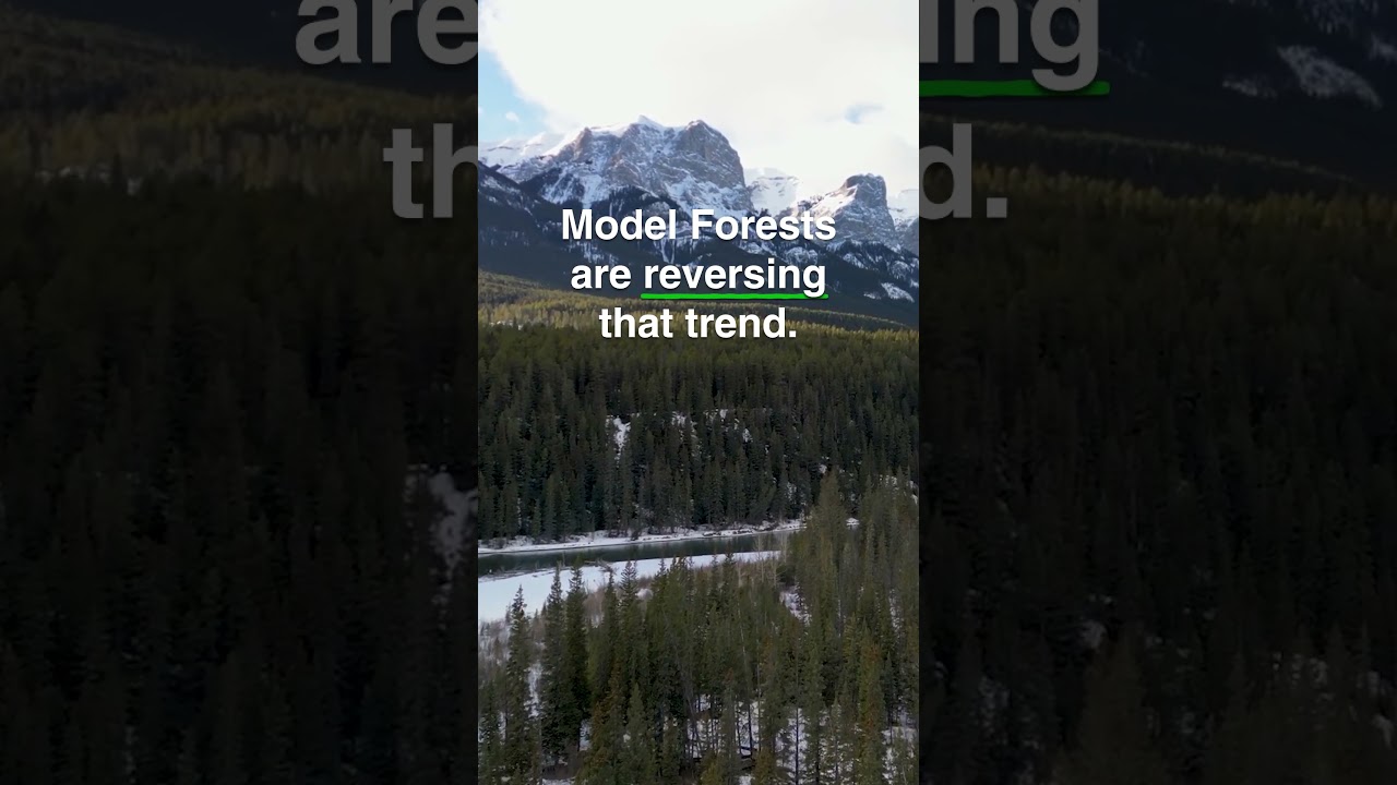 Model Forests and Biodiversity