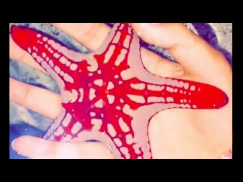 Happy Valentine's Day, my princess Fatima 💜🐼