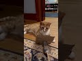 Orange Cat Attacks The Furry Stick Cat Catsofyoutube Catplaying ねこ
