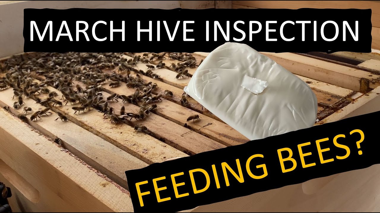 March Bee Hive Inspection - Weak vs. strong colony - Feeding the bees