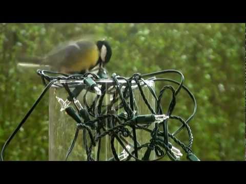 Die Meise und die Lichterkette