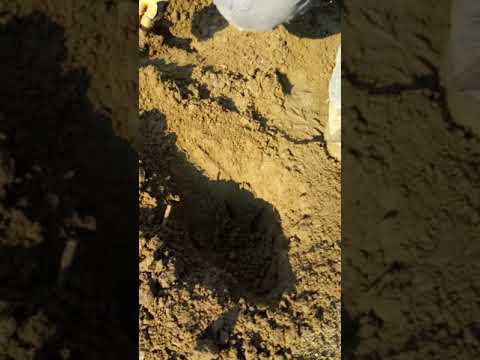 Minelab equinox 800. Large cent find 1826 Pepperell massachusetts