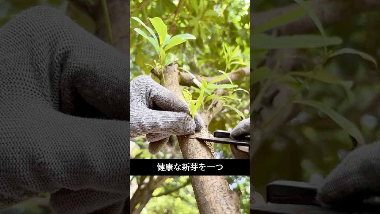 弱い木を救う果樹の接ぎ木技術がすごい