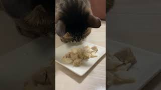 チュールを食べた後にも関わらず食べ続ける福ちゃん