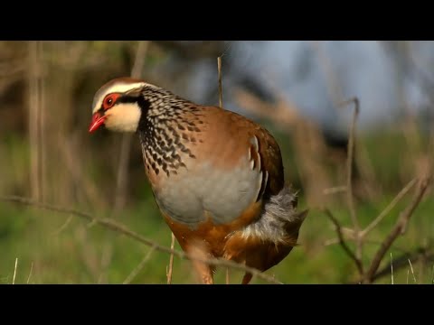 Perdiz, una preciosidad de ave!!! muy valorada y apreciada por todos, un espectáculo verla pasear.
