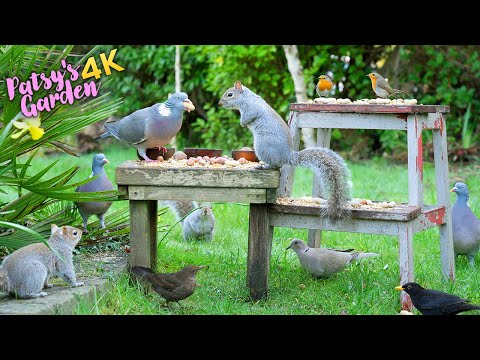 ???? Cat TV for Cats to Watch ???? Squirrels Steal all the Birds Food ????️ Birds for Cats to Watch (4K)