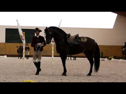 Vorführung der Portugiesischen Hofreitschule