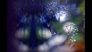 Hyono - Dream Garden (1994)