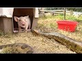 Anaconda Enters Pig Pen--Eats Pig