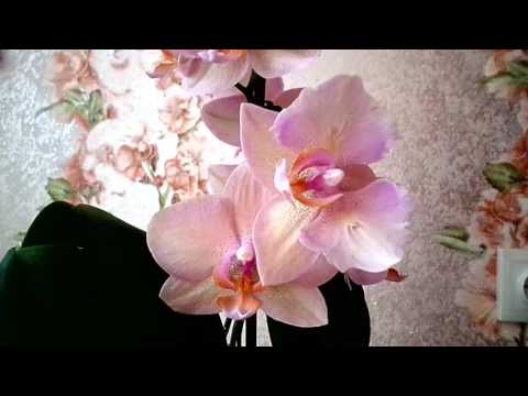 , title : 'Обзор орхидейки фаленопсис Legato. Ароматная красавица \ Overview orchid Legato. Fragrant beauty'