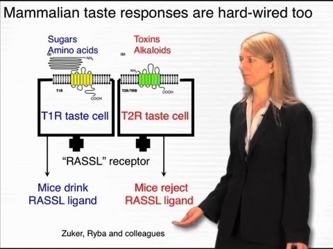 Taste genes - Cori Bargmann (Rockefeller/HHMI)