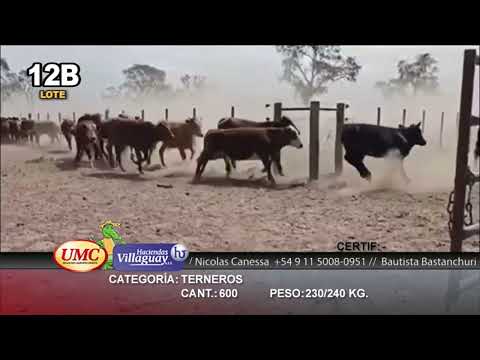 Lote 600 Terneros en Bandera, Santiago del Estero