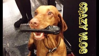 Crazy Vlog #11 Dog with Dildo | Собака с Фаллоимитатором