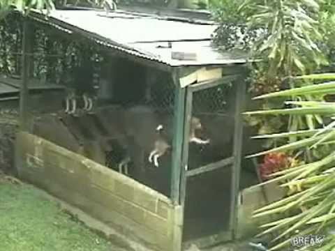 Must Watch-Intelligent Dog