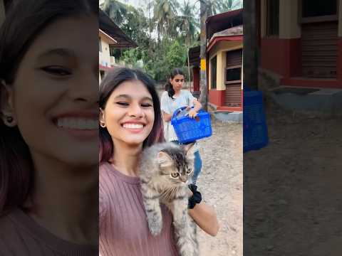 Leo & Ziyu Grooming & Fun😸❤️ | thejathangu😉 #Shorts