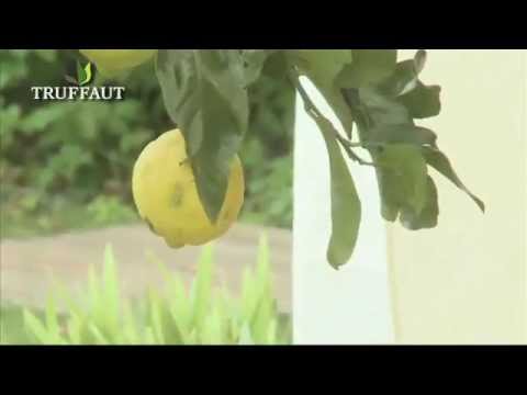 comment traiter maladie citronnier