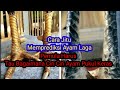 Ciri Ciri Ayam Pukul Keras