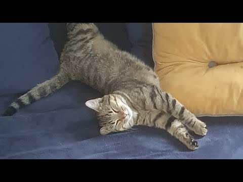 Kotek i jego zabawa 🙂 #kot #kotek #czasnarelaks #zabawa #zabawka