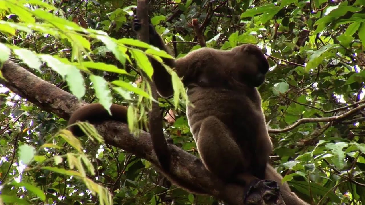 Ecuador: Regenwald (1:53)