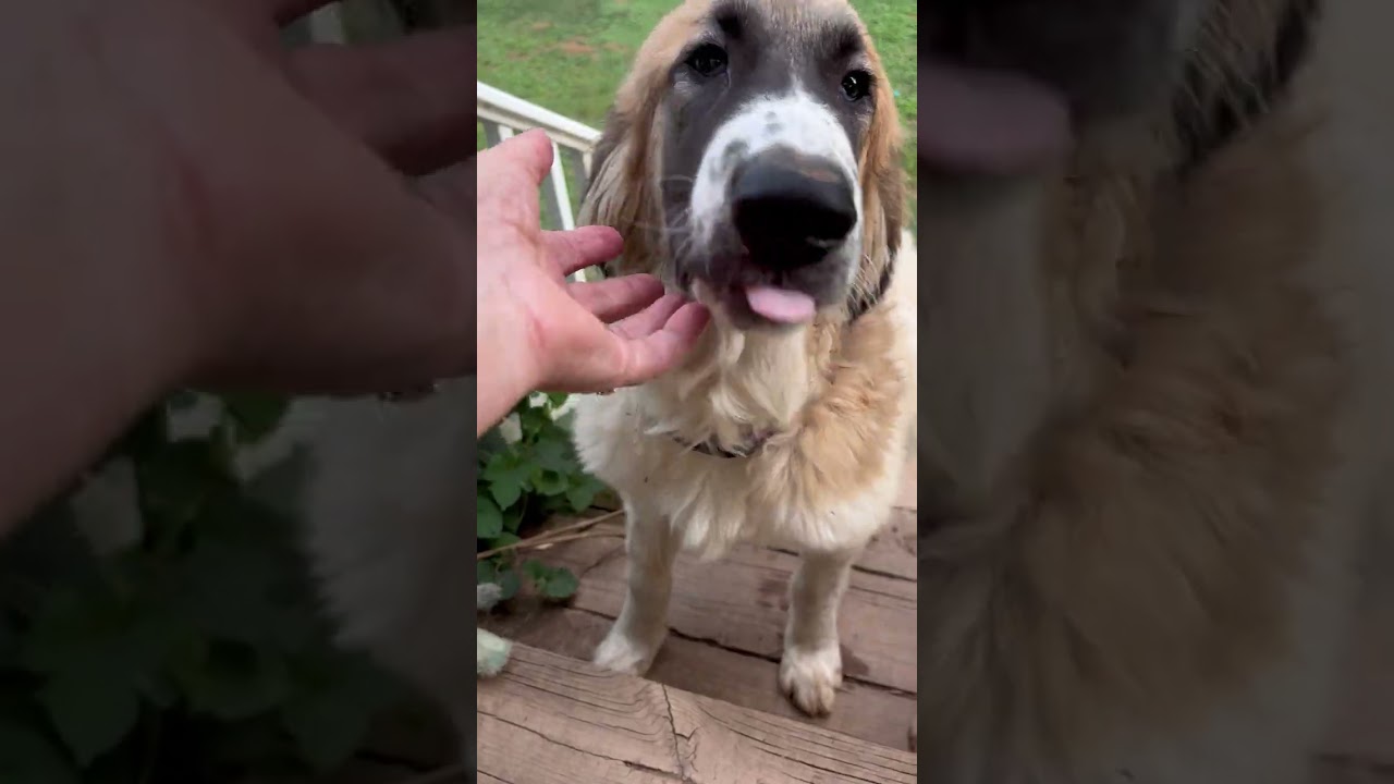 Enlarge Macintosh in NJ - Loves Squeaky Toys, a Adopted mixed breed in Highland Lakes, NJ video 4/4