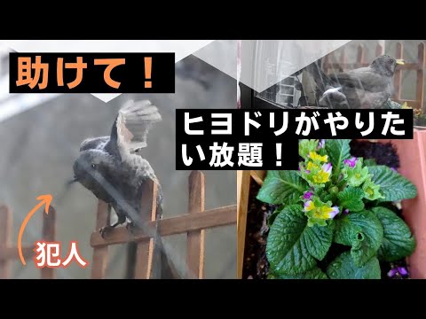猛禽類の誘惑 ムクドリを怖がらせる バルコニー テラス シティ ビジュアル 鳥よけ