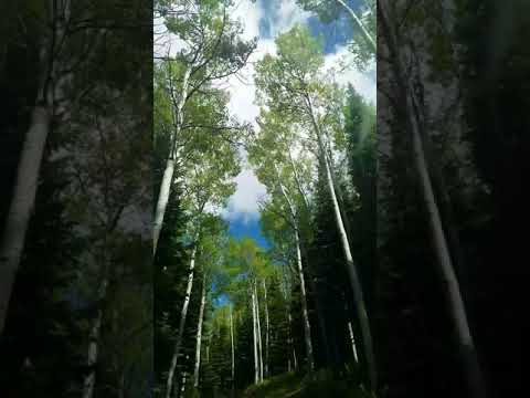 Going through the aspens on the way to the cg