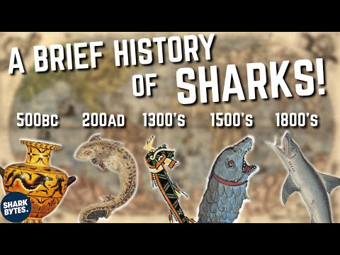 From Myth to Reality: Sharks in Ancient and Medieval History