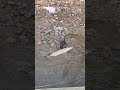 Mink Can Hunt Animals Bigger Than Themselves #natureismetal #keepnaturemetal #minks #pike