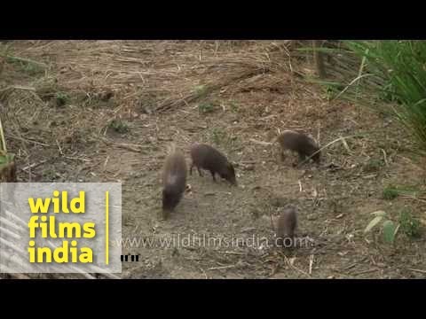 World’s smallest and rarest wild pig - Pygmy Hog