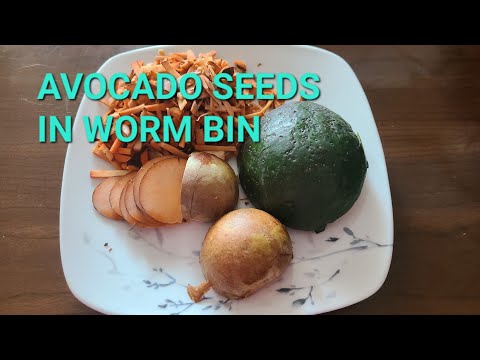 Tired of Seeing Avocado Seeds in Your Worm Bin For Months? | Worm Farming Tips
