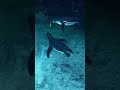 Galapagos Penguins Underwater Nature Galapagos Shorts Thejetlagged