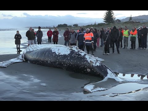 Barnacles The Unexpected Energy Parasites Of Whales - s5gr0g6