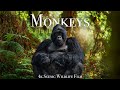 Monkeys Primates 4K Scenic Wildlife Film With Calming Music