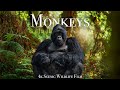 Monkeys & Primates 4K - Scenic Wildlife Film With Calming Music