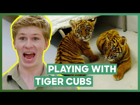 Robert Irwin Plays With Three Tiger Cubs! | Crikey! It's The Irwins
