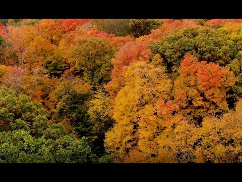 Wander and Wonder: Discover fall in Metro Parks (Oct 2020)