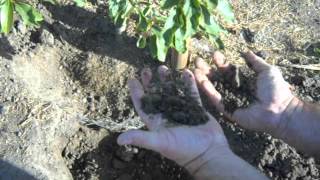 Avocado Tree Growing Mistake Watering.AVI