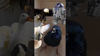 Download lagu Burung Jalak Meniru R2D2 mp3