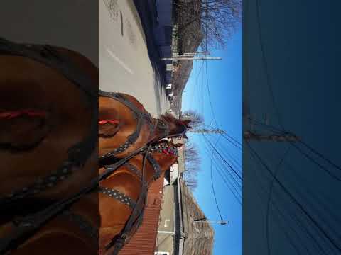 Caii lu Nea Axente de la Niculitel, part 1  de Boboteaza 2021