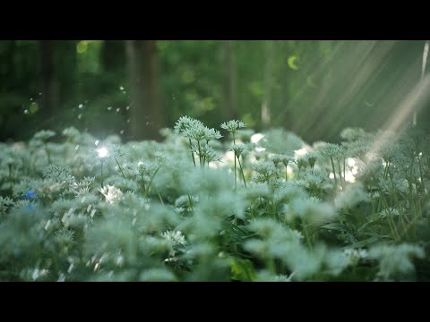 Azaleh - Sound Journal I