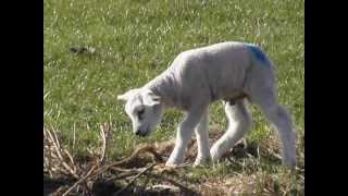 preview picture of video 'Lammetjes van Texelse schapen bij Den Hoorn-Texel (NL)'