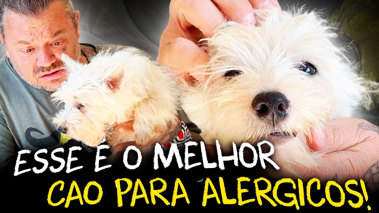 ESSE É O MELHOR CACHORRO PARA QUEM TEM ALERGIA: WEST HIGHLAND TERRIER!