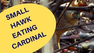 Small Hawk Eats Cardinal 2018