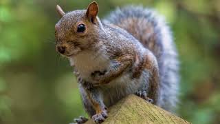 Slideshow with beautiful music (Marika Takeuchi - Horizons) (HD)