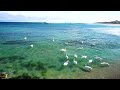 Lebede La Eforie
